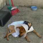 Tutor da cachorra ferida por linha de pipa com cerol pede fiscalização na Zona Norte de Ribeirão Preto, SP
