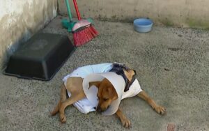 Tutor da cachorra ferida por linha de pipa com cerol pede fiscalização na Zona Norte de Ribeirão Preto, SP