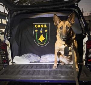 GCM apreende 4,2 kg de drogas no combate ao tráfico na cidade