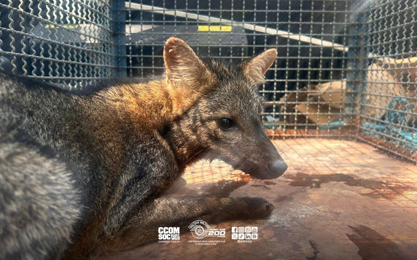 Cachorro-do-mato é resgatado e devolvido à natureza em Caraguatatuba