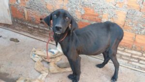 Notícias SP: lei proíbe acorrentar cães, assaltos a farmácias e roubos na Marginal Tietê