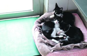 Missão Novo Lar’ promove adoção de cães e gatos na Cosap neste sábado (29)