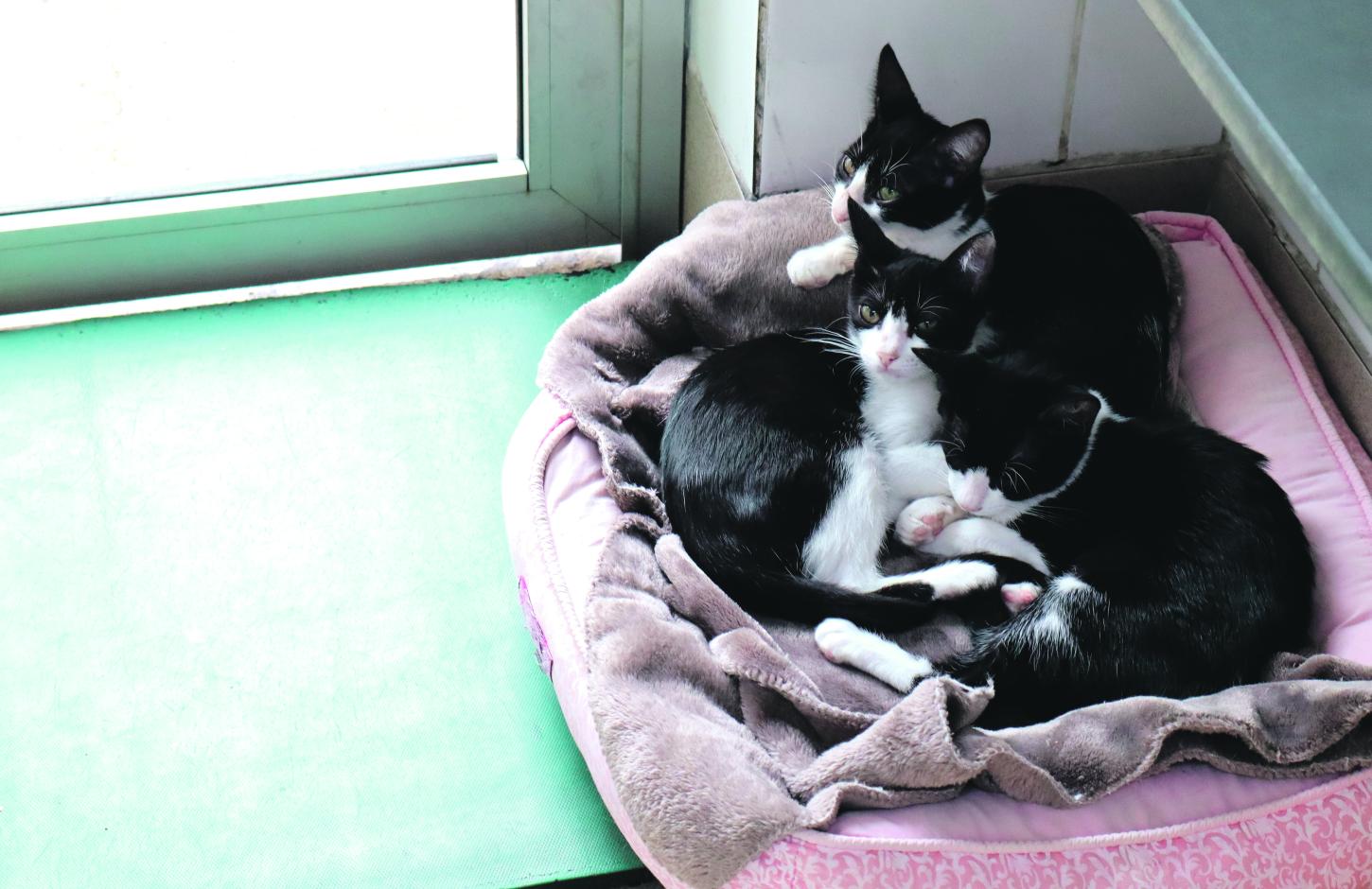 Missão Novo Lar’ promove adoção de cães e gatos na Cosap neste sábado (29) Missão Novo Lar’ promove adoção de cães e gatos na Cosap neste sábado (29)