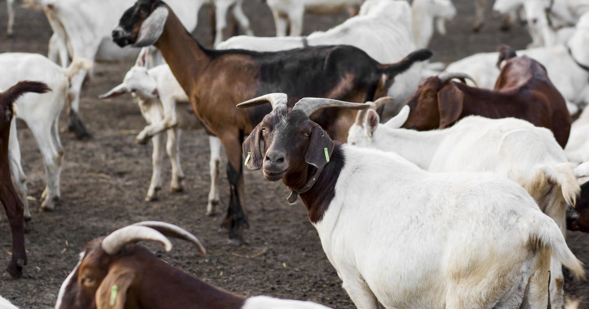 Paraíba cria mercado de R$ 6 milhões para o leite de cabra em pó