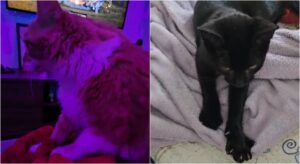 Por que gatos 'amassam pãozinho'? Hábito tem relação com estímulo ao leite materno; entenda